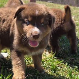 Sergio FIFA - Red tri-color male Australian Shepherd puppy in Solon, Maine from Mountain Range Australian Shepherds