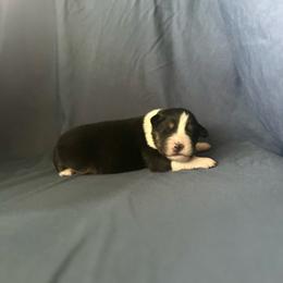 Boy 3 - Black tri-color male Australian Shepherd puppy in Kentland, Indiana from Pine Grove Aussies