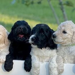 Goldendoodles and Poodles from Goldendoodles at poppy’s Ranch