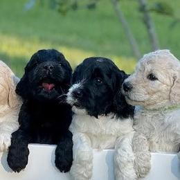 Goldendoodles and Poodles from Goldendoodles at poppy’s Ranch
