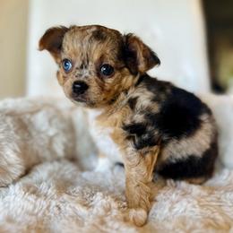 Bluey - Blue merle female Chihuahua puppy in Burleson, Texas from Luxe Paradise House of Chi