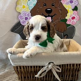 Surf - Green Collar Male - Parti male Goldendoodle puppy in Bradenton, Florida from Suncoast Goldendoodles