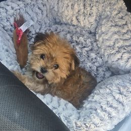 Biewer Terrier, Yorkipoo, and Yorkshire Terrier Puppies from Tiny Paws Luxury Pets