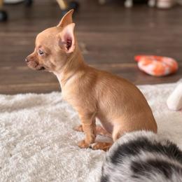 Flower - Gold and white female Chihuahua puppy in Sherwood, Arkansas from Bartelt Breeders