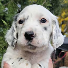 Heavily Ticked Tri Boy (with Black Ear Patch) - Blue belton and tan (tri-color) male English Setter puppy in Boise, Idaho from English Setters of the Eyrie