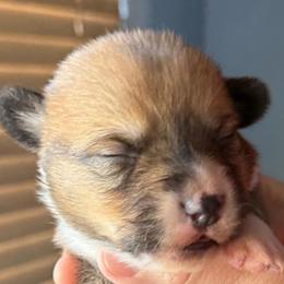 Three - Sable male Pembroke Welsh Corgi puppy in Riverside, California from Four Aces Corgis