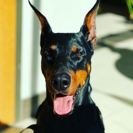 Milashka - Doberman Pinscher
