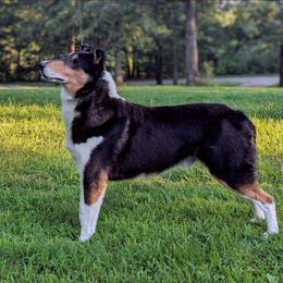 Anthem - Collie