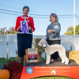 Lilo - Bedlington Terrier
