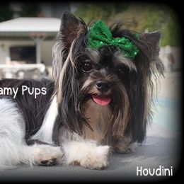 Houdini - Biewer Terrier