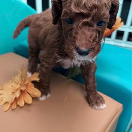 Sir Phoenix - Parti male Poodle puppy in Plainwell, Michigan from Northern Heart Standards