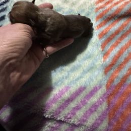 Chihuahua and Pembroke Welsh Corgi Puppies from Stephanie’s Corgi Colony