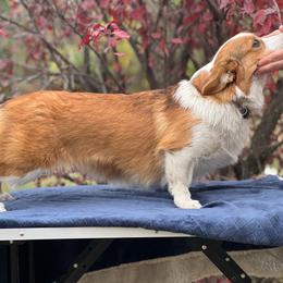 Fame - Pembroke Welsh Corgi