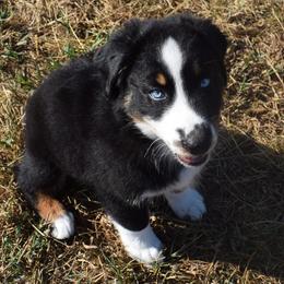 Justice with blue eyes - Black tri-color male Australian Shepherd puppy in Falcon, Missouri from www.maubachranch.com