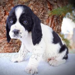 Boy 4 - Black and white male English Springer Spaniel puppy in Great Falls, Montana from Big Sky Springers