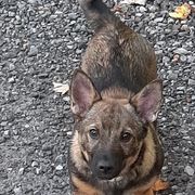 Swedish Vallhund Puppies from Skyfyre Swedish Vallhunds