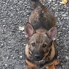 Swedish Vallhund Puppies from Skyfyre Swedish Vallhunds