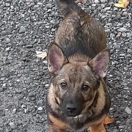 Swedish Vallhund Puppies from Skyfyre Swedish Vallhunds