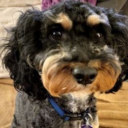 Luna - Cockapoo
