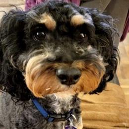 Luna - Cockapoo