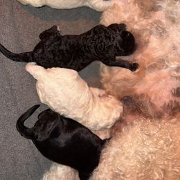 Tan boy - Cream male Goldendoodle puppy in Colchester, Connecticut from Top of the Hill Doodles