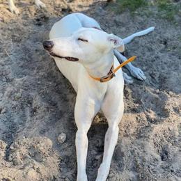Lacey Jo - Greyhound