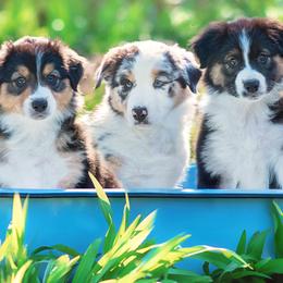 Australian Shepherds from Diamond Hill Australian Shepherds