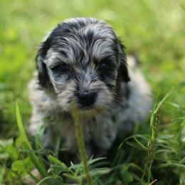 Marge - Blue merle female Aussiedoodle puppy in Orleans, Indiana from Mae Blossom Puppies