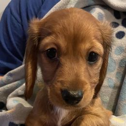 Dachshunds from Donna’s Darling Doxies