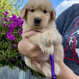 Purple Girl - Golden female Golden Retriever puppy in Macy, Indiana from Macy Golden Meadows