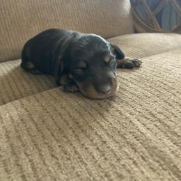 Emma - Black and tan female Dachshund puppy in Brave, Pennsylvania from Small Tales Farm