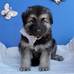 Male - Gray sable male Shiloh Shepherd puppy in Plant City, Florida from Look Up Shilohs