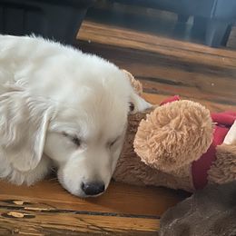 Golden Retriever Puppies from Family Loved Golden Retrievers