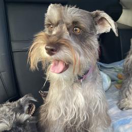 Chappell Rose - Miniature Schnauzer