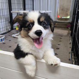 8 male - Black and tan male Pembroke Welsh Corgi puppy in Harrisburg, Illinois from Parish Corgis
