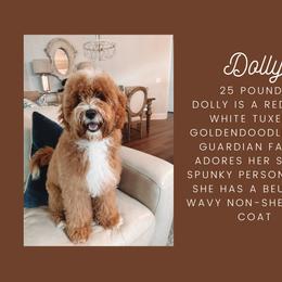 Dolly - Goldendoodle