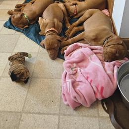 Vizsla Puppies from Driftless Vizslas