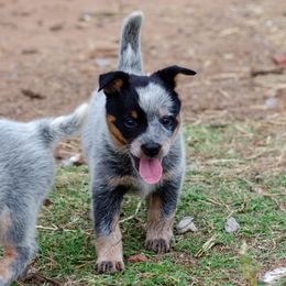 Lindsay - AKC Show or Performance Home only - Blue speckled female Australian Cattle Dog puppy in Fairview, Oklahoma from Flying D Kennels