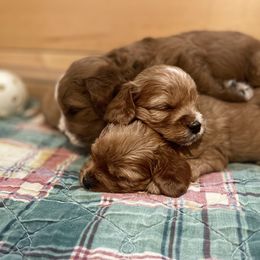 Cavapoo Puppies from Wednesday & Co
