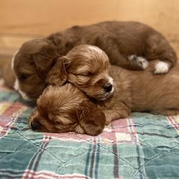 Cavapoo Puppies from Wednesday & Co