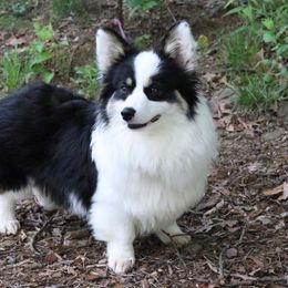 Eclipse - Pembroke Welsh Corgi