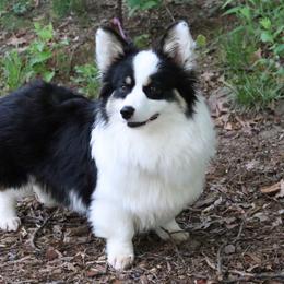 Eclipse - Pembroke Welsh Corgi