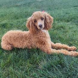 Swanky - Poodle