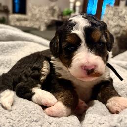 Black girl - Tri-color female Bernedoodle puppy in Lake, Michigan from 3 King Doodles & Poodles