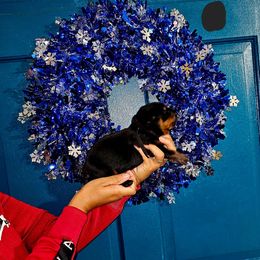 Black Collar Boy 2 - Black and mahogany male Rottweiler puppy in Seale, Alabama from A & Y Guardian Rottweiler