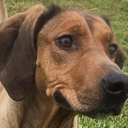 Mystique - Rhodesian Ridgeback