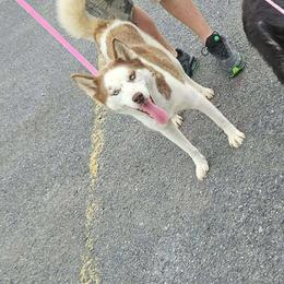 Ari - Siberian Husky