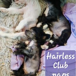 Cricket - Black male Chinese Crested puppy in Elizabethtown, Kentucky from Sakkarra Chinese Crested Dogs and Art