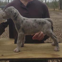 Lin - Merle female Great Dane puppy in Pollock, Louisiana from Danes Done Right