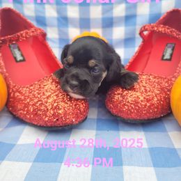 Pink - Black white and tan female Cockapoo puppy in Dayton, Ohio from There's no place like home spaniels